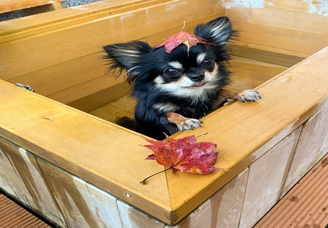 愛犬と楽しむ温泉旅館 　鬼怒川絆の正社員 仲居求人イメージ